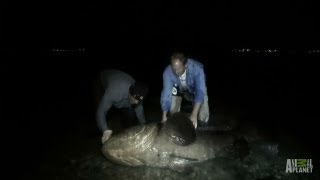 Hunting a Killer by Night  River Monsters [upl. by Warfore]