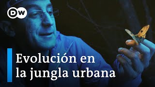 La respuesta de la naturaleza al crecimiento de las ciudades  DW Documental [upl. by Dwan]