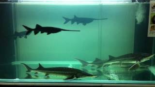 Sturgeon And Paddlefish In Malaysia [upl. by Nomsed]