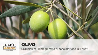 Concimazione olivo il programma Biolchim in 5 punti [upl. by Erlewine]