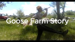 Goose Farm Story [upl. by Odom437]