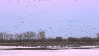 Sandhill Cranes at Sunset [upl. by Lleze]