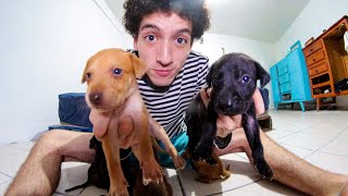 ASMR WITH PUPPIES [upl. by Kenneth]