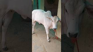 Haryana Deshi Caw Tharparkar cow Sahiwal cow Rathi caw Tharparkar bull Haryana bull [upl. by Sokim]