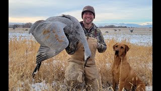 Sandhill Crane Hunting in Utah 2023 [upl. by Annek]