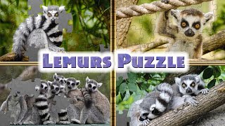 Lemur  Cat Lemur  lémur  animals puzzle  rompecabezas de animales lemur [upl. by Akcinahs272]