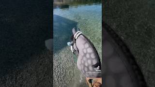 Im Wasser reiten 🤩 horse hobbyhorsing equestrian hobbyhorse kroatien edit pferde foupage [upl. by Uht83]