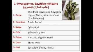 Prelab Hyoscyamus muticus [upl. by Enelyahs75]