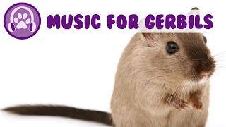 Music for Gerbils Calm my Gerbil Pet Therapy Music 2019 [upl. by Antoni]