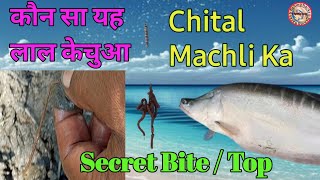 Chital Machli Ka A BiteTop कौन सा है यह लाल केचुआ Attraction For Chital And Grass Carp [upl. by Portuna767]