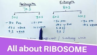 All about RIBOSOME [upl. by Nalniuq]