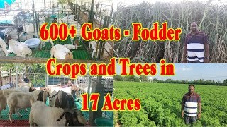 600 Goats in 17 acres for Fodder Crops and Trees [upl. by Gayn]