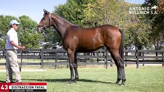 43  DISTRACCION FATAL 2021 por Lucullan y Distar en Distorted Humor Criador Haras La Leyenda [upl. by Alin376]