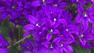 Campanula quotSuperba” Clustered Bellflower  In Bloom  July 7 [upl. by Gabbey]