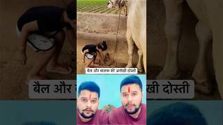 बालक और बैल की अनोखी दोस्ती😱😱😍 baawalechoreshorts nandimaharaj bull youtubeshorts [upl. by Hilbert]