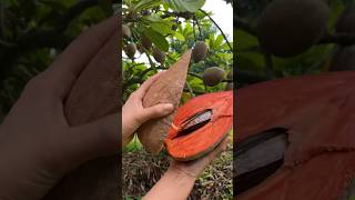 buah Mamey Sapote atau Pouteria sapota [upl. by Hilliary]