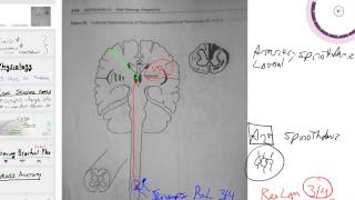 lateral and anterior spinothalamic tracts [upl. by Repsag132]