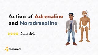 Mechanism of Action of Adrenaline and Noradrenaline  Physiology for Medical Students  sqadiacom [upl. by Einaffit]