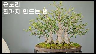 참윤노리 잔가지 만드는 법  BONSAI  Pourthiaea zollingeri [upl. by Ail]