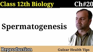 Spermatogenesis Class 12 Biology  The formation of sperm [upl. by Strang]