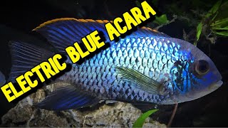 DONT get an ELECTRIC BLUE ACARA until you have seen this VIDEO [upl. by Liana]