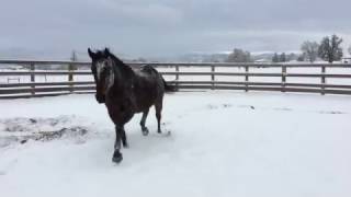 Horse rolls around in first snow of the year [upl. by Oiramat]