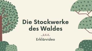 Erklärvideo  Die Stockwerke des Waldes [upl. by Agnella]