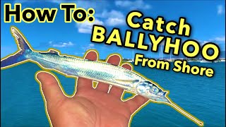 FUN How to Catch Ballyhoo From Shore  How To Hook BALLYHOO  Fishing in Hawaii [upl. by Dnomasor]