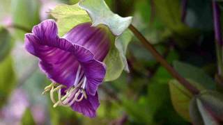 Facts about Cobaea Scandens Flowers [upl. by Marrilee]