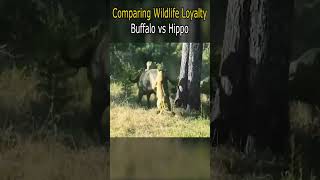 Comparing Wildlife Loyalty Buffalo vs Hippo [upl. by Atiekan]