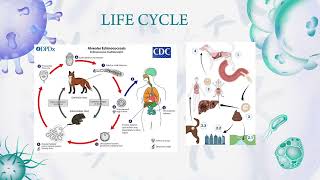 Echinococcus multilocularis [upl. by Ikilisav866]