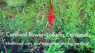 Cardinal Flower Lobelia Cardinalis medicinal uses and new drying method [upl. by Cire428]