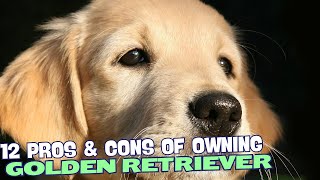 12 Pros amp Cons of Owning a Golden Retriever🐾 [upl. by Joye]