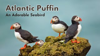 🐧 Atlantic Puffin Facts About This Adorable Seabird 🐧 [upl. by Lewej]