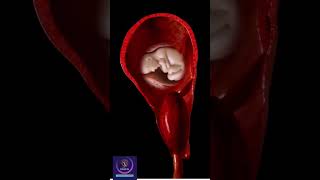 Placenta 3D Animation shorts [upl. by Keith]