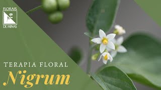 TERAPIA FLORAL  Nigrum  FLORAIS DE MINAS [upl. by De Witt]