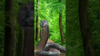 snake dragon animation snake shorts shortvideo shortsfeed [upl. by Adnarom]