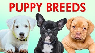 PUPPY BREEDS 101  Learn Different Breeds of Puppies  Breeds of Dogs [upl. by Annamarie]