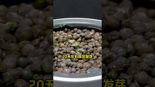 一颗草莓就能换一盆 种植小技巧 农业种植 植物生长过程 花卉绿植 种草莓 [upl. by Pega555]