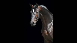 Zapatero VDL  Drumhowan Stud Ireland [upl. by Myrvyn]