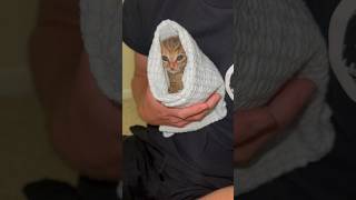 Purrito tutorial with 2xNuggets 🩷 [upl. by Mott]