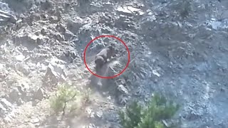 Pigs Falling Over Cliff Animal Video [upl. by Otilegna]