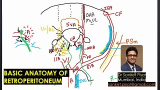 Anatomy of the retroperitoneum with voiceover [upl. by Annaoj648]