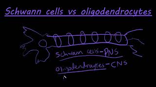 The difference between schwann cells and oligodendrocytes [upl. by Basset582]