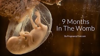 9 Months In The Womb A Remarkable Look At Fetal Development Through Ultrasound By PregnancyChatcom [upl. by Loreen]