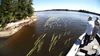 Muskie Fishing Canada [upl. by Lynden]