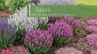 Salvia Variety Comparison  Walters Gardens [upl. by Kalagher725]