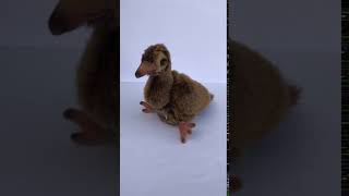 NZ Weka Bird Toy with Sound [upl. by Leunamne]