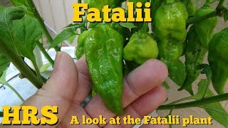 ⟹ Fatalii Pepper  Capsicum chinense [upl. by Ytisahcal745]