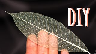 ☘How to make Skeleton Leaves at HomeHome Decor Idea [upl. by Nuawtna]